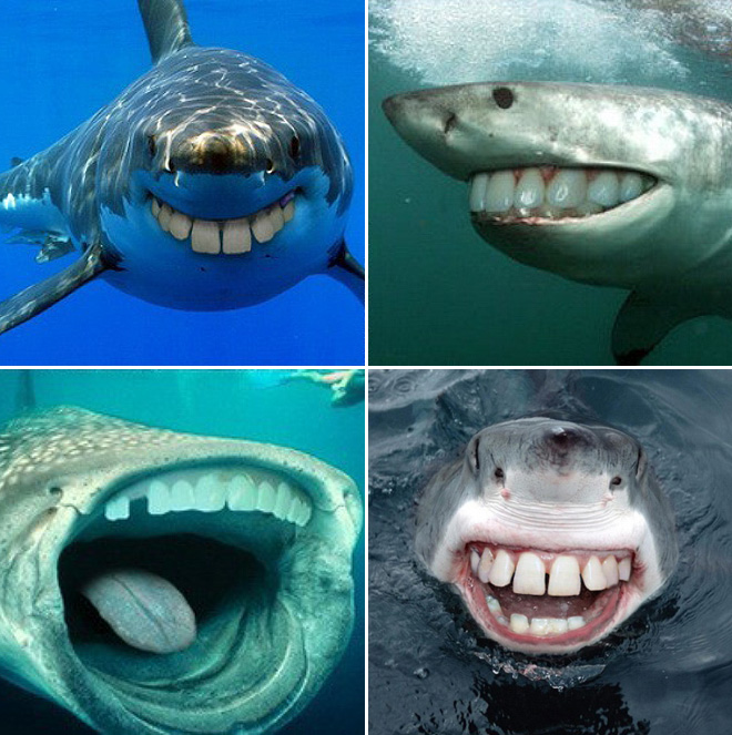 Animal + human mouth = terrifying.