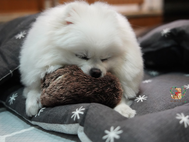 Sleepy time at a puppy daycare.