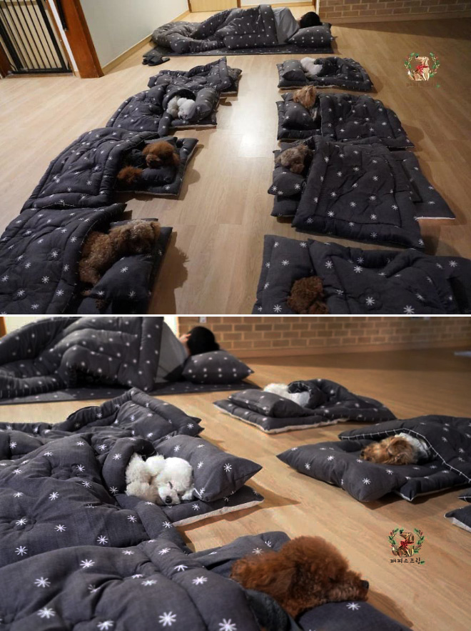 Photos Of Sleeping Puppies In A Puppy Daycare Center Are Taking