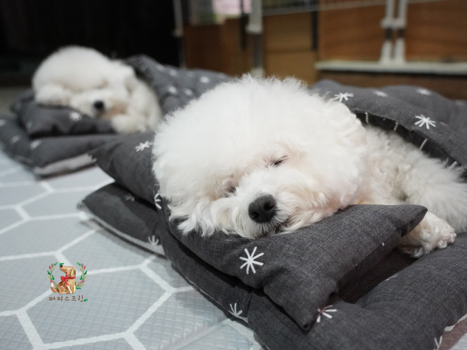 Sleepy time at a puppy daycare.