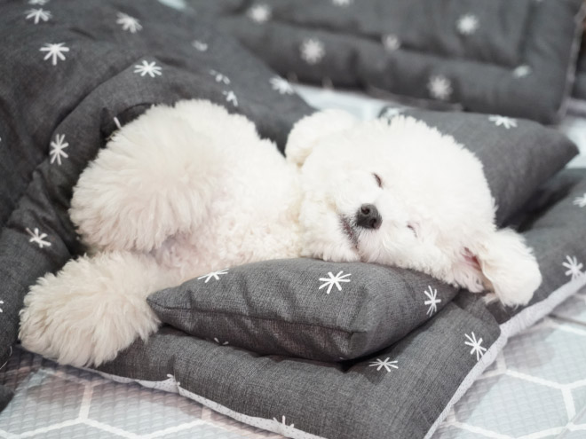 Sleepy time at a puppy daycare.