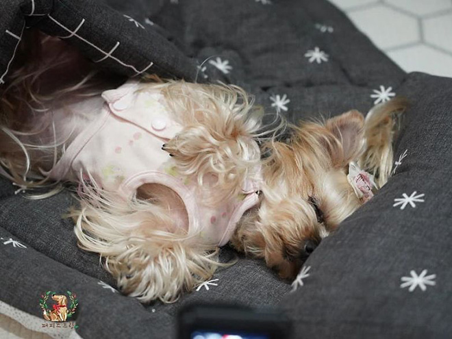 Sleepy time at a puppy daycare.