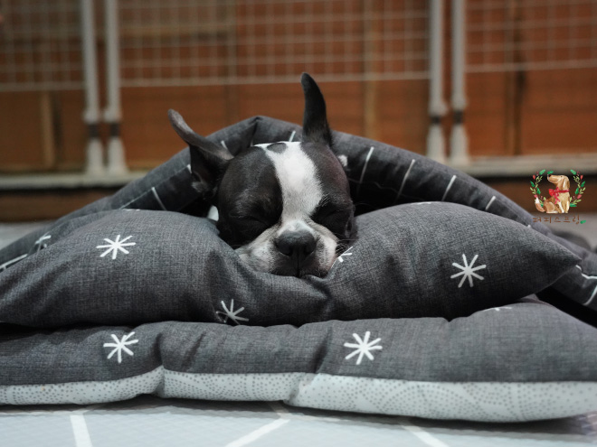 Sleepy time at a puppy daycare.