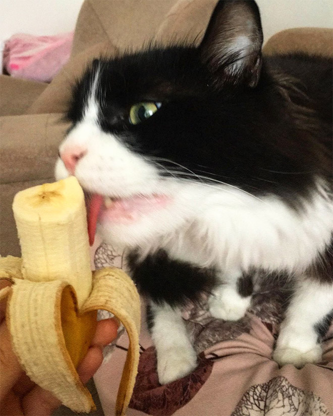 Cat eating a banana.