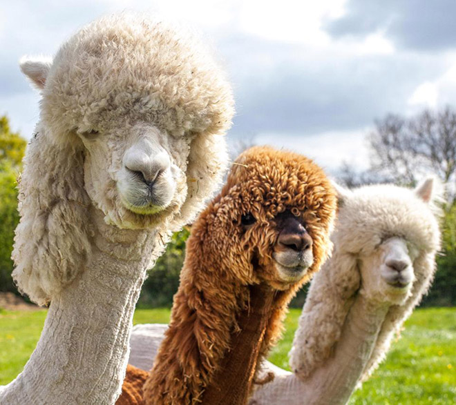 Alpacas are beautiful and majestic creatures.