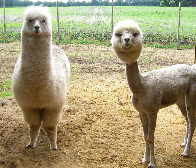 Alpacas are beautiful and majestic creatures.