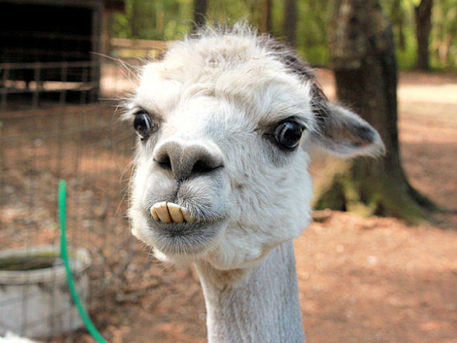 Alpacas are beautiful and majestic creatures.