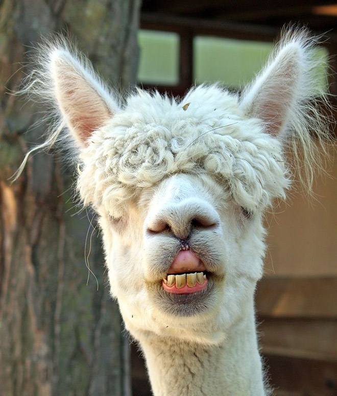 Alpacas are beautiful and majestic creatures.