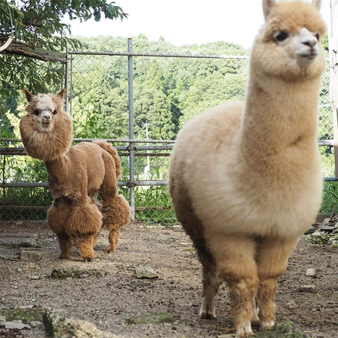 Alpacas are beautiful and majestic creatures.