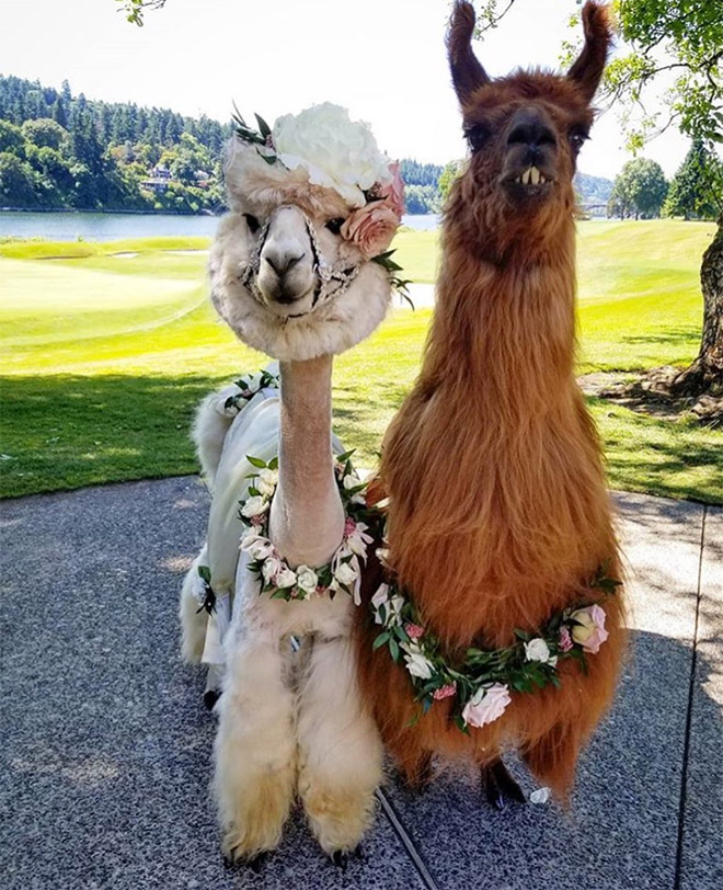 Alpacas are beautiful and majestic creatures.