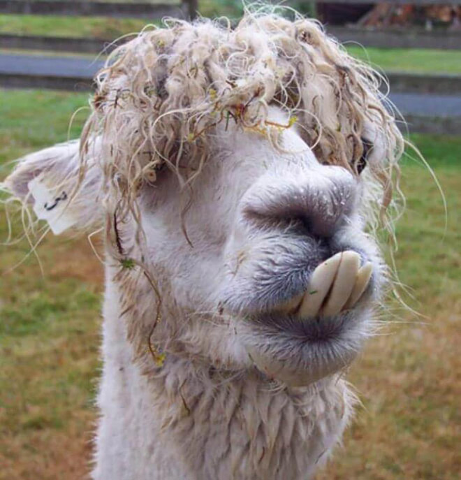 Alpacas are beautiful and majestic creatures.