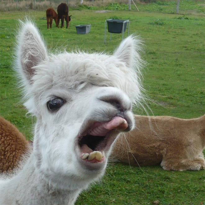 Alpacas are beautiful and majestic creatures.