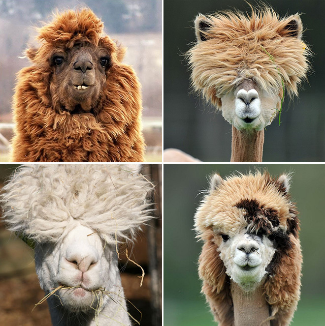 Alpacas are beautiful and majestic creatures.