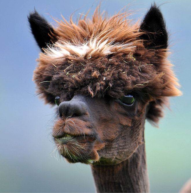 Alpacas are beautiful and majestic creatures.