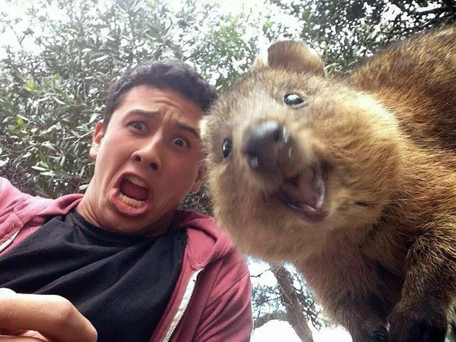Meet Quokka: The Cutest Animal To Take Selfies With