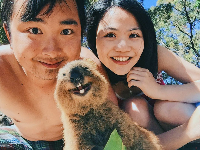 Meet quokka: the cutest animal in Australia.