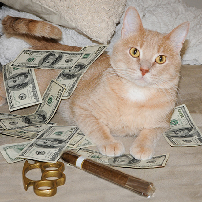 Rich gangster cat.