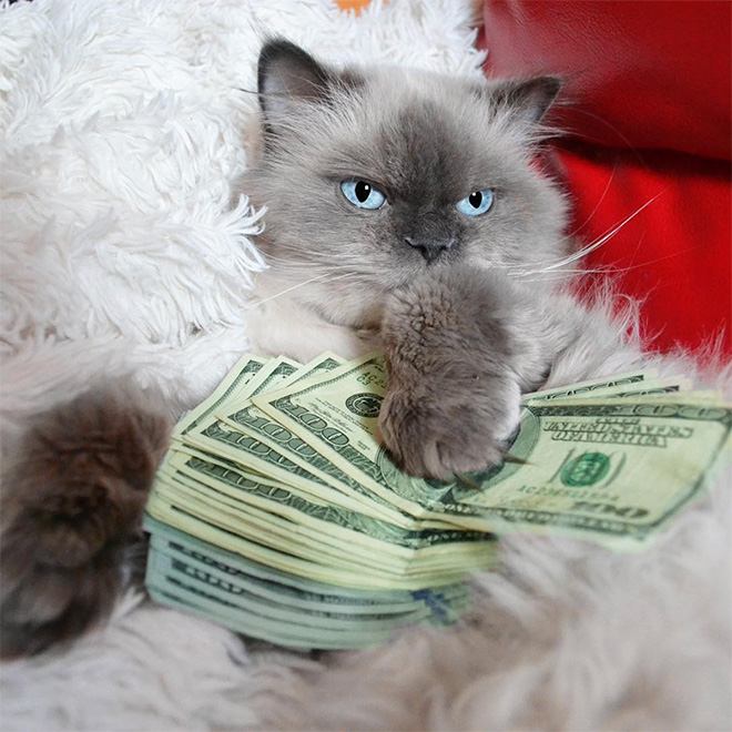 Rich gangster cat.