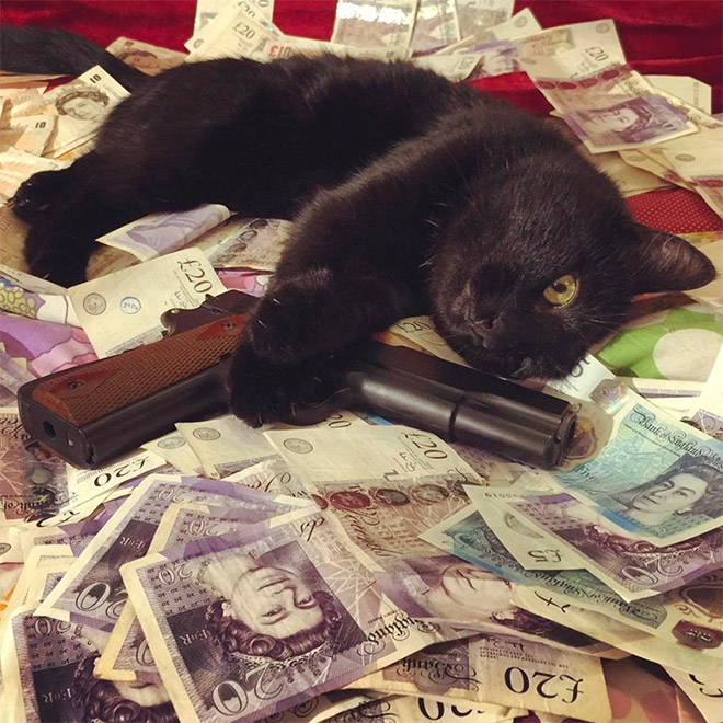 Rich gangster cat.