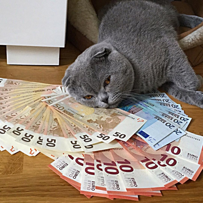 These Rich Gangsta Cats Love To Show Off Rolling In Cash And Gold Chains.
