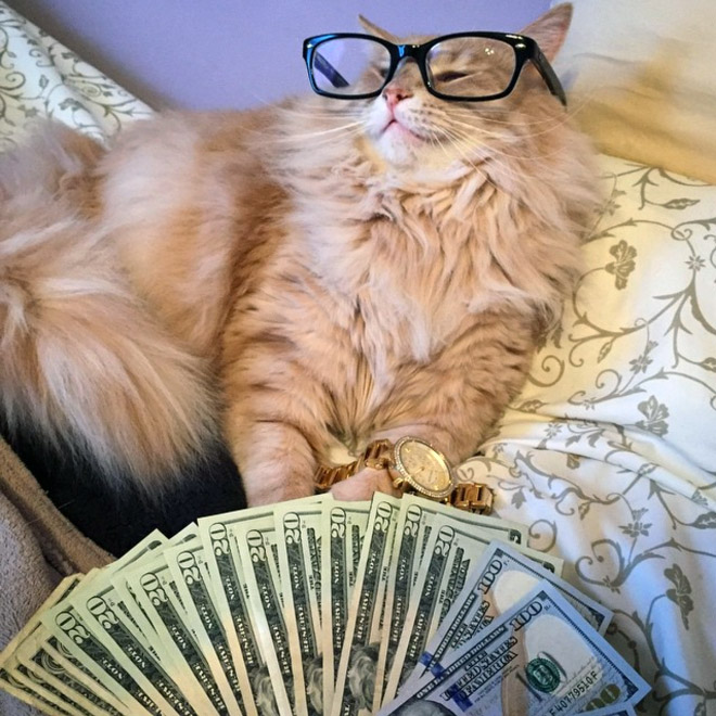 Rich gangster cat.