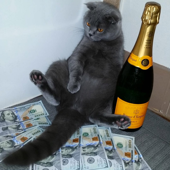 Rich gangster cat.