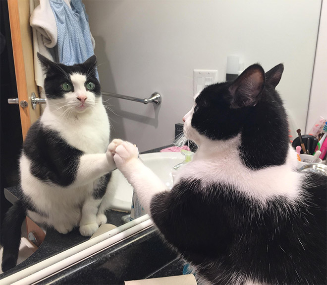 Cat trying to figure out a mirror.