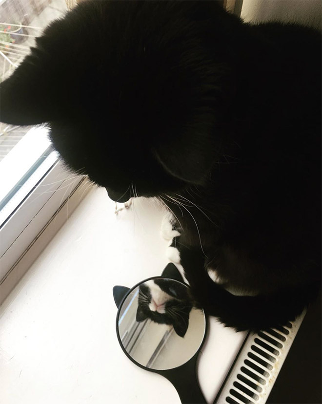 Cat trying to figure out a mirror.