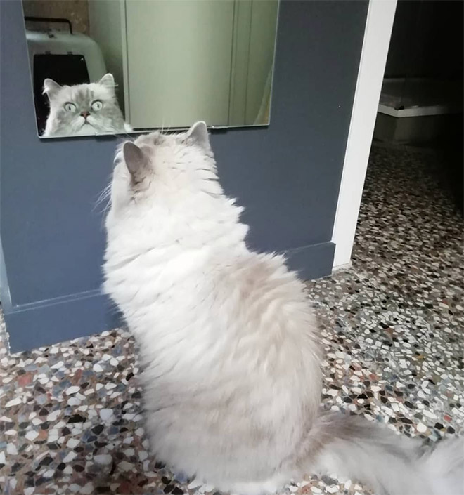 Cat trying to figure out a mirror.