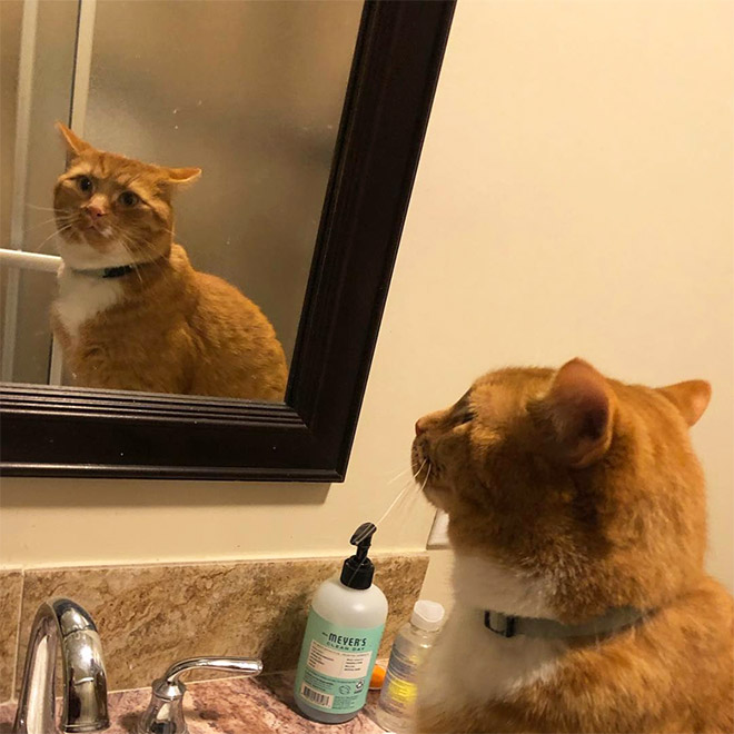 Cat trying to figure out a mirror.