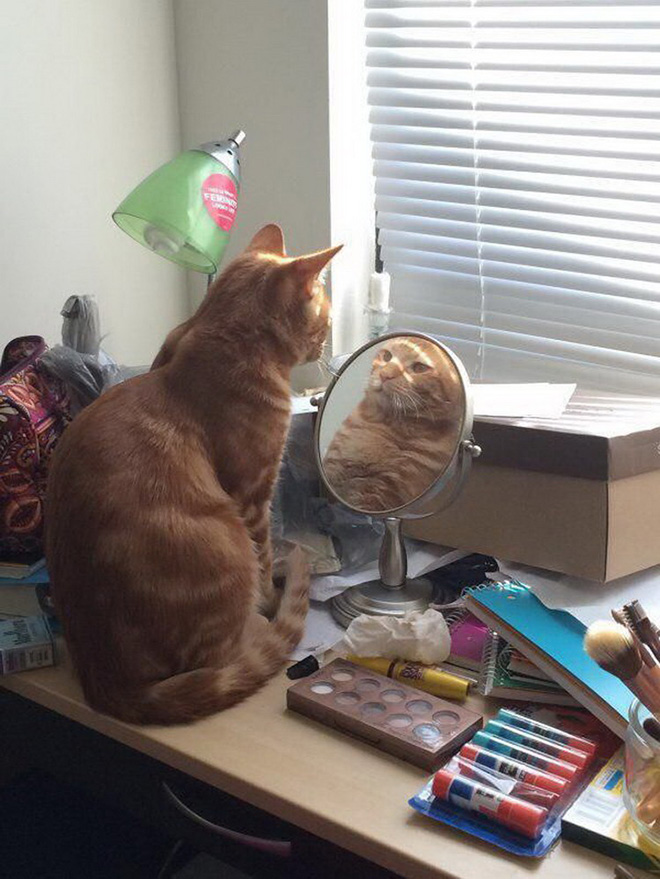 Cat trying to figure out a mirror.