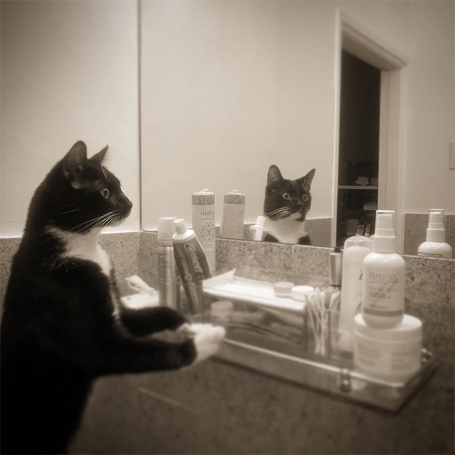 Cat trying to figure out a mirror.