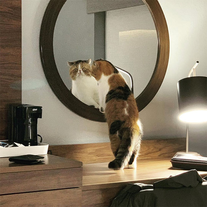 Cat trying to figure out a mirror.