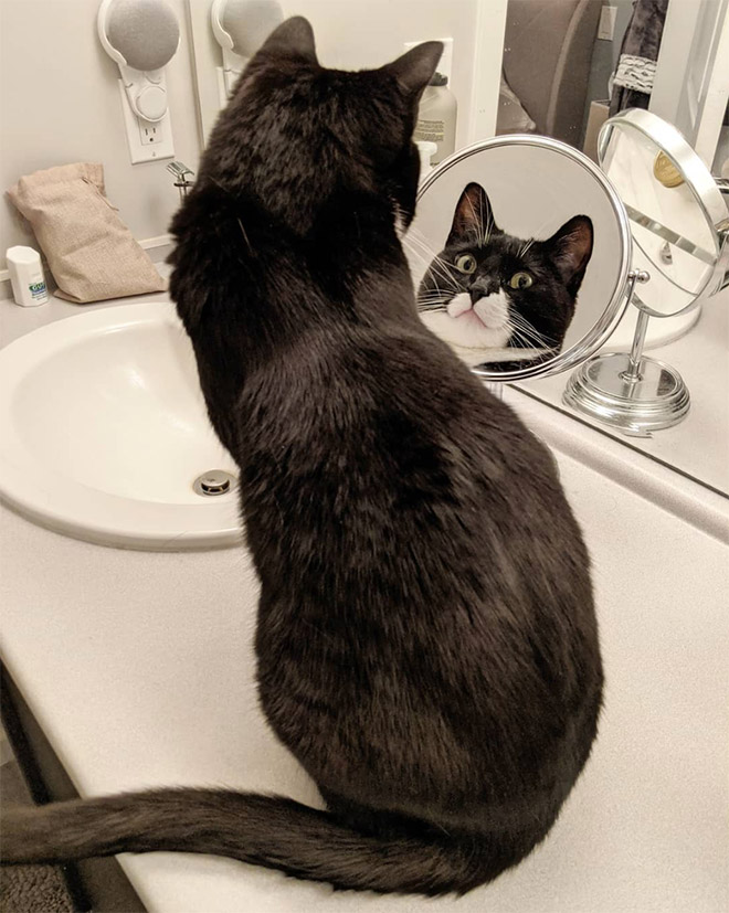 Cat trying to figure out a mirror.