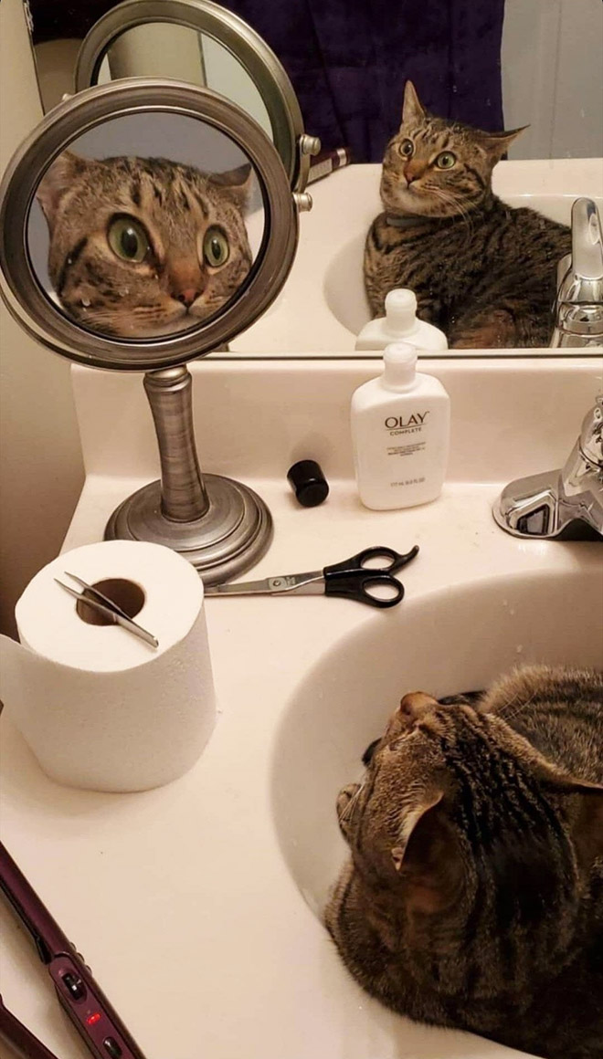 Cats Trying To Figure Out Mirrors