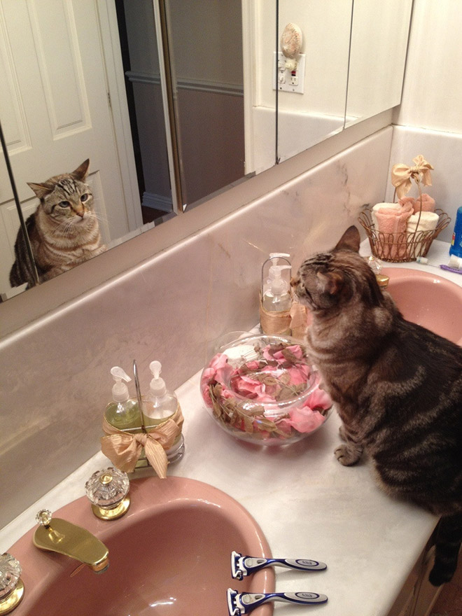 Cat trying to figure out a mirror.