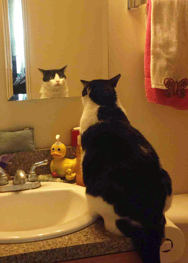 Cat trying to figure out a mirror.