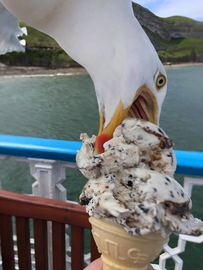 Seagull stealing food.