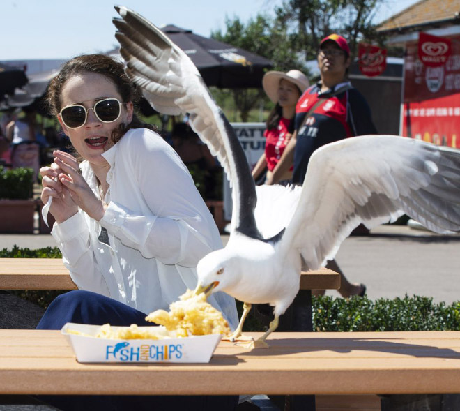 Seagull stealing food.