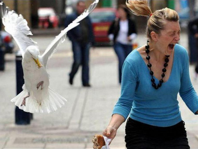 Seagull stealing food.