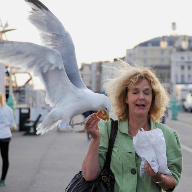 Seagull stealing food.