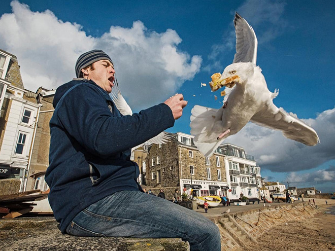 Seagull stealing food.