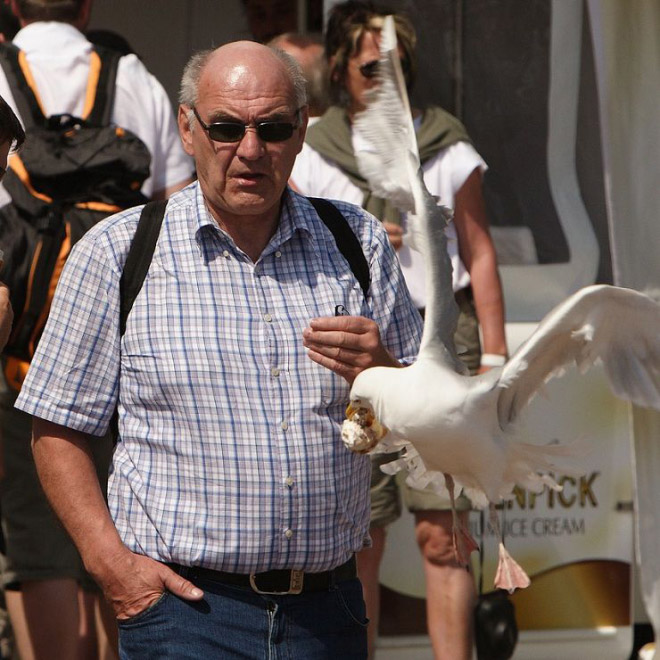 Seagull stealing food.