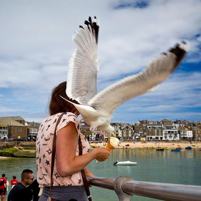 Seagull stealing food.