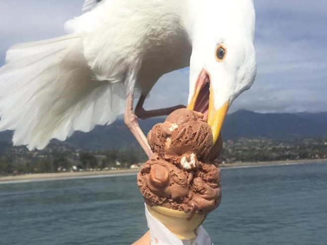 Seagull stealing food.