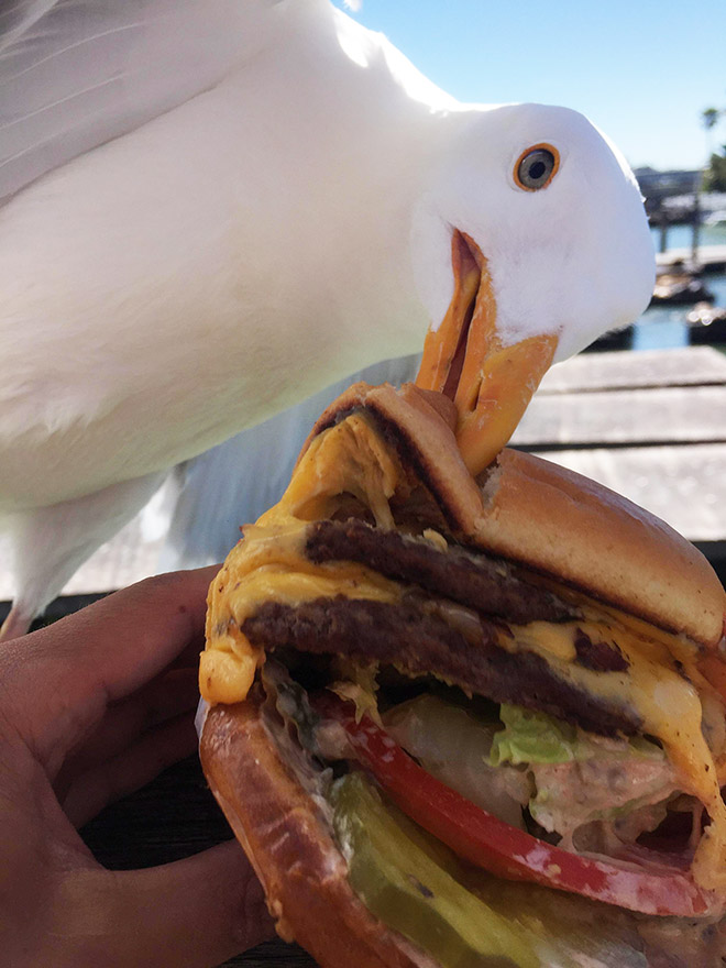 Seagull stealing food.