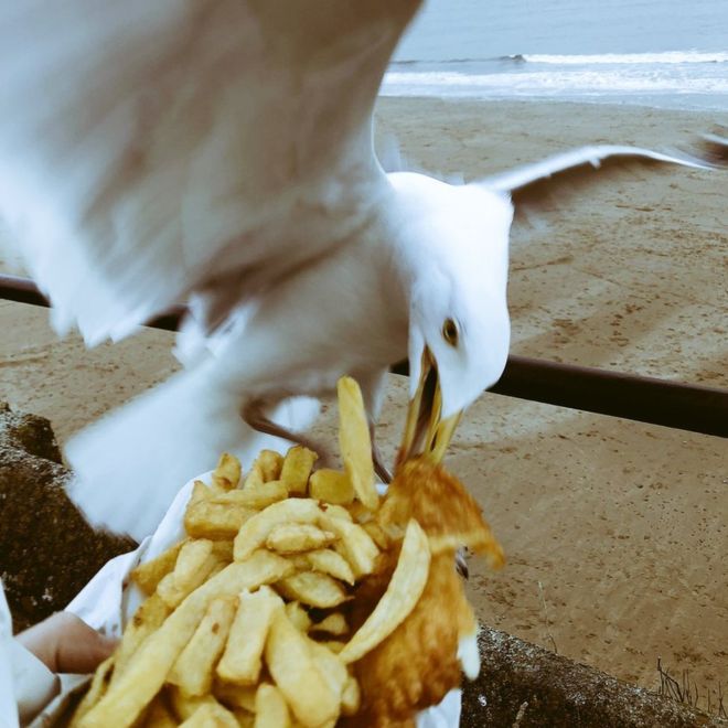 Seagull stealing food.