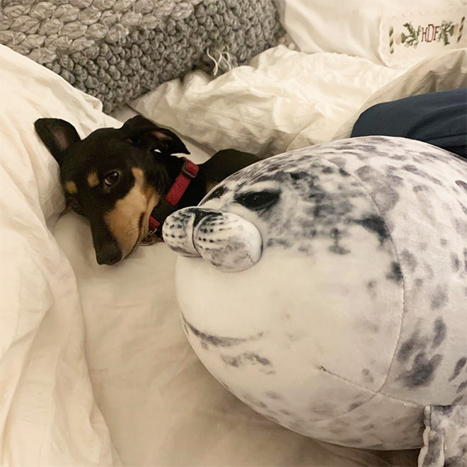 big fat seal pillow