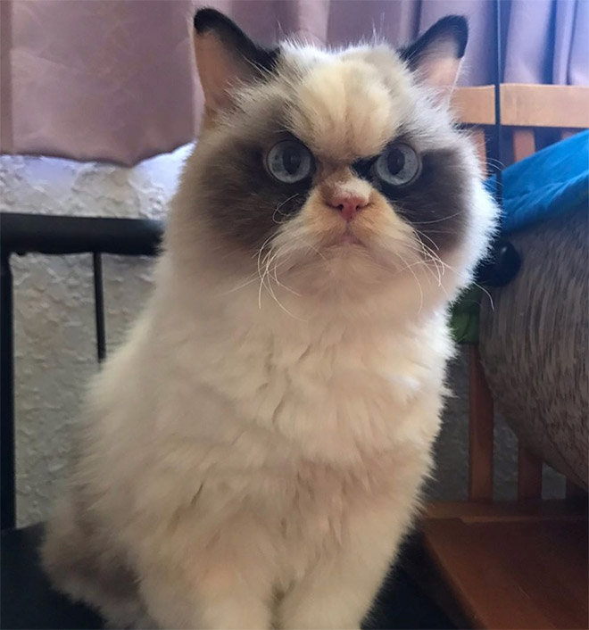 Meet Meow Meow, the Angry Internet Cat That Looks Like Grumpy Cat