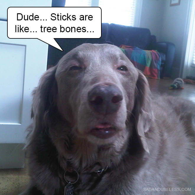 Stoned dog.